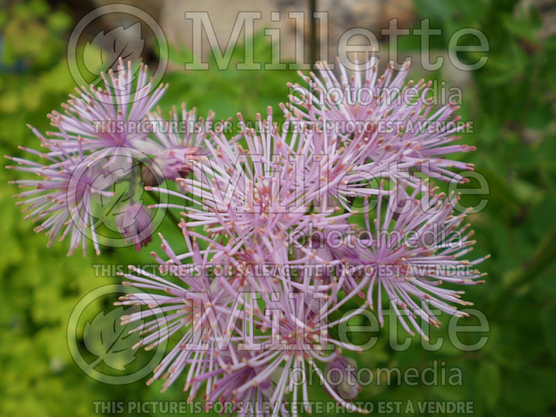 Thalictrum aquilegifolium (Meadow Rue) 1