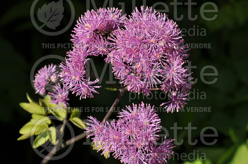 Thalictrum Black Stockings (Meadow Rue) 1