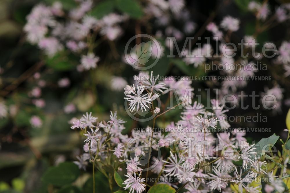 Thalictrum Evening Star (Meadow Rue) 1 