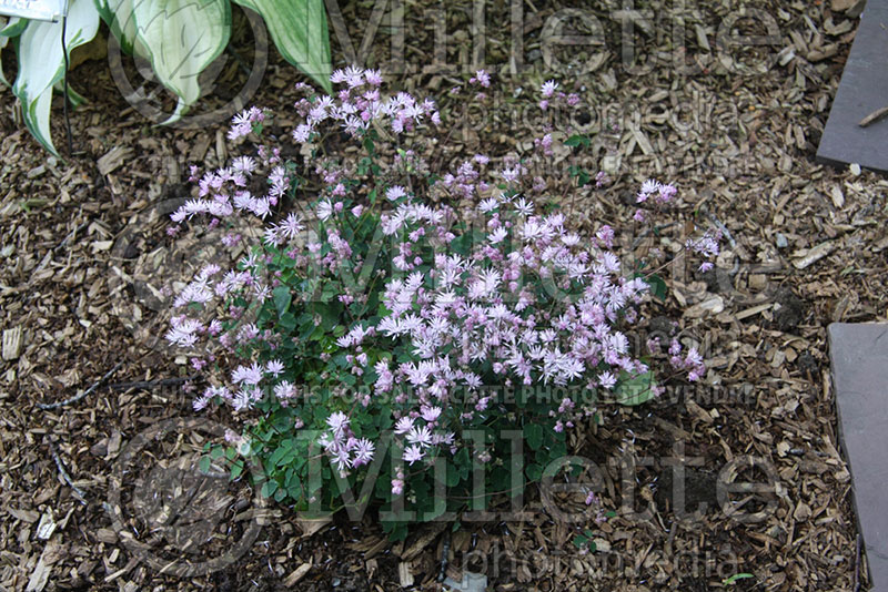 Thalictrum kiusianum (Meadow Rue) 1 