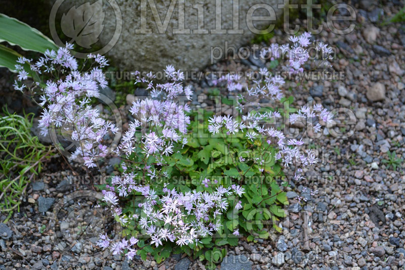 Thalictrum Nakai (Meadow Rue) 1