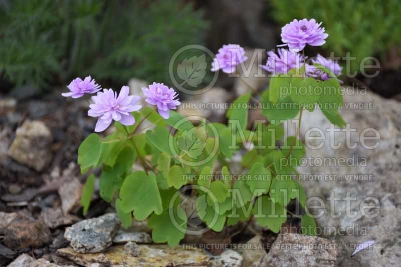 Thalictrum aka Anemonella Oscar Schoaf (Meadow Rue) 2