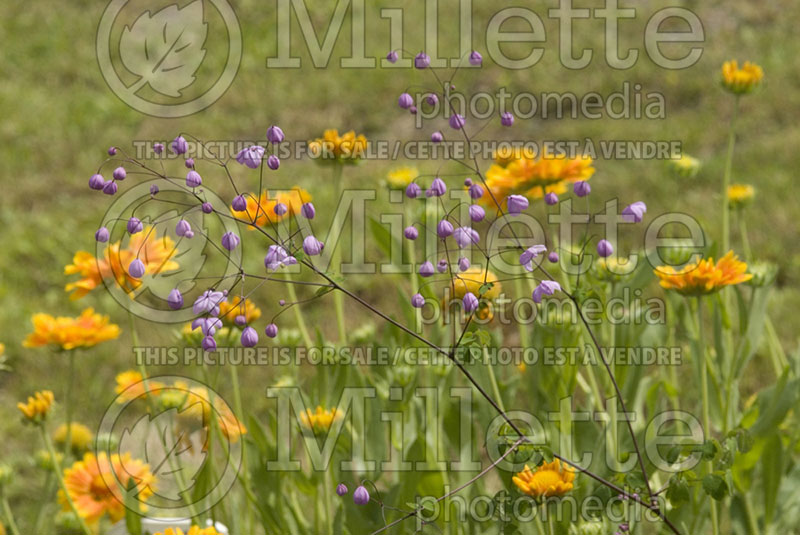 Thalictrum Splendide (Meadow Rue) 1