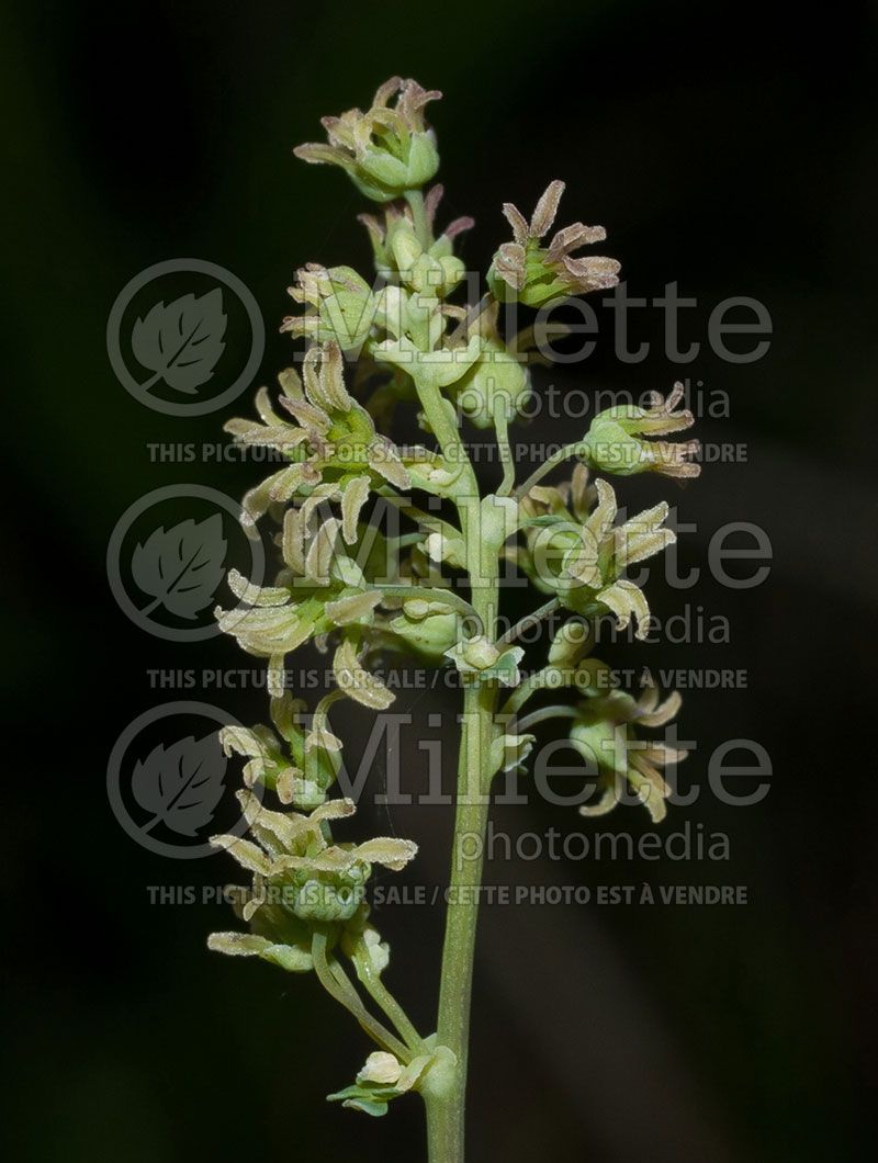 Thalictrum venulosum female (Veiny meadow rue)  2 