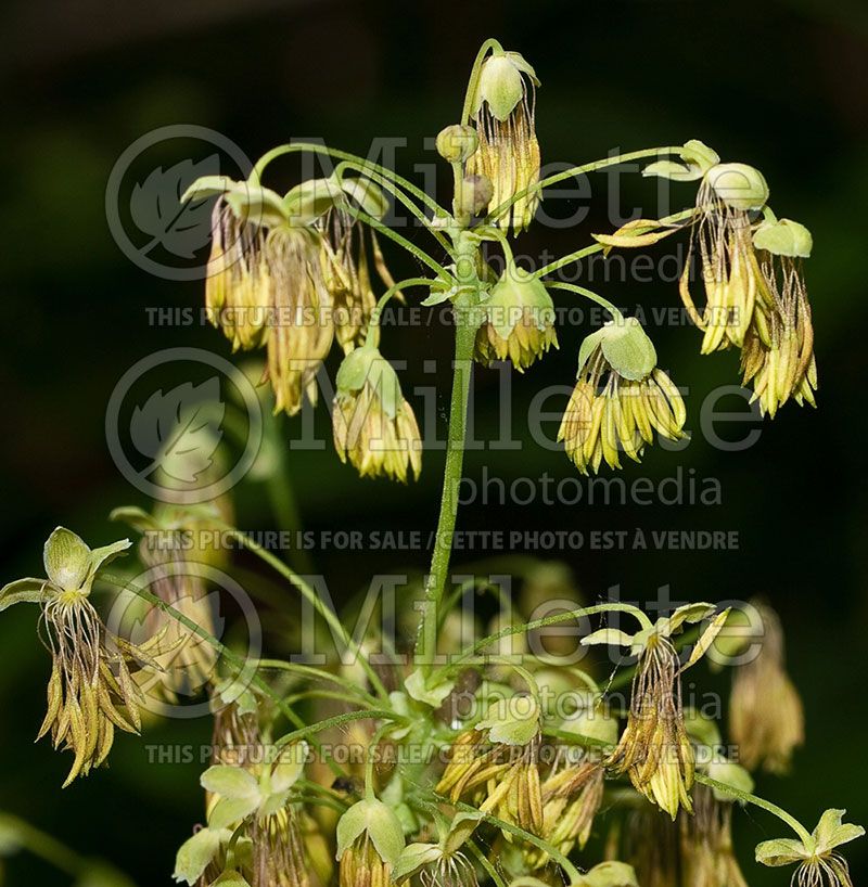 Thalictrum venulosum male (Veiny meadow rue)   3