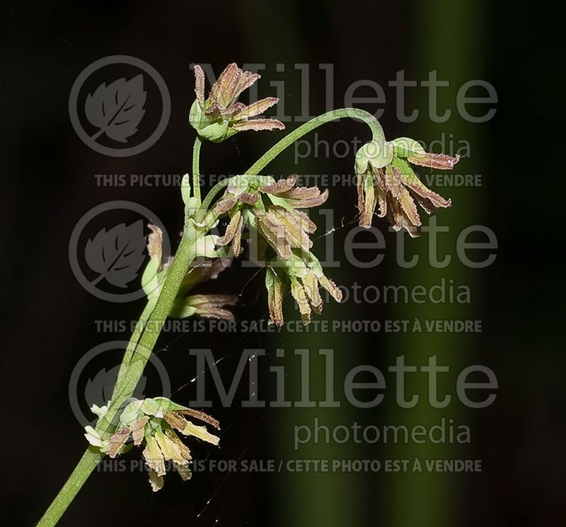 Thalictrum venulosum female (Veiny meadow rue)   1