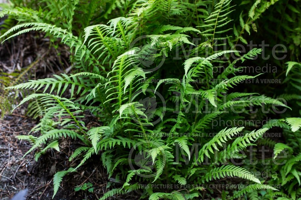 Thelypteris decursive-pinnata (Japanese Beech Fern) 5 