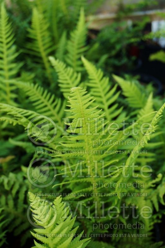 Thelypteris decursive-pinnata (Japanese Beech Fern) 2 