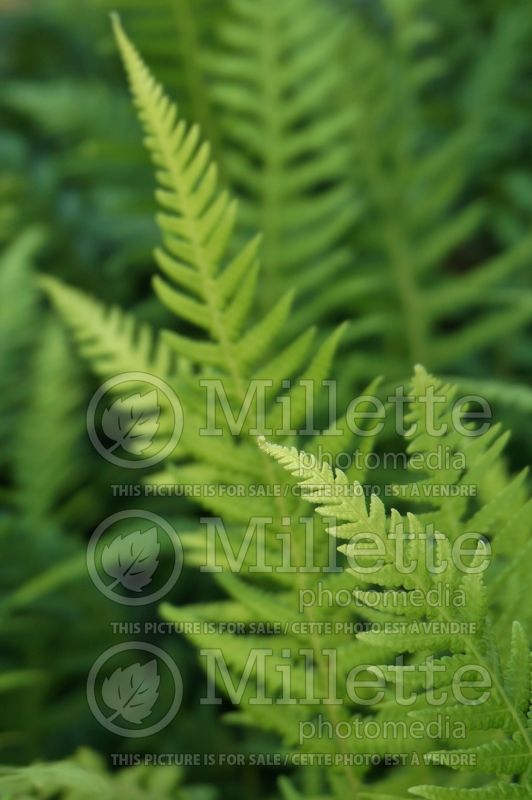 Thelypteris decursive-pinnata (Japanese Beech Fern) 3 