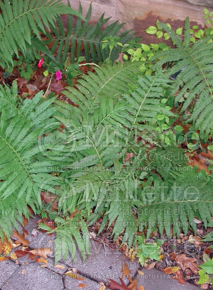 Thelypteris normalis (maiden ferns - fougère) 8