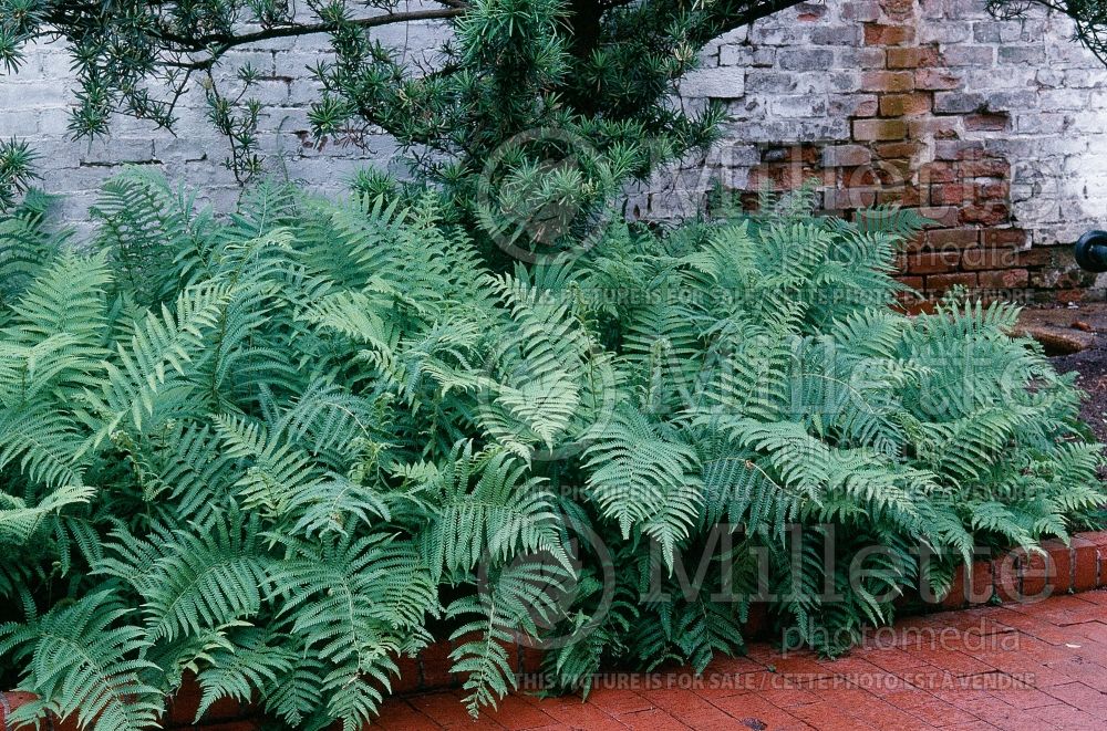 Thelypteris normalis (maiden ferns - fougère) 10