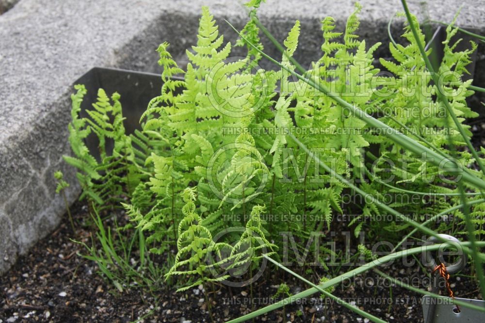 Thelypteris palustris (Eastern marsh fern)  2