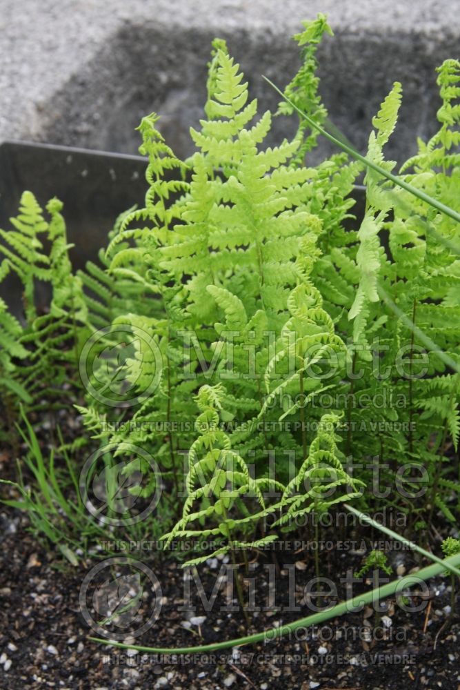 Thelypteris palustris (Eastern marsh fern)  1