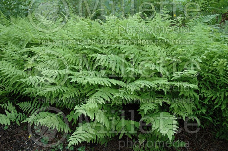 Thelypteris palustris (Eastern marsh fern)  4