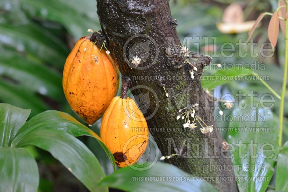 Theobroma cacao (Cacao tree) 1 