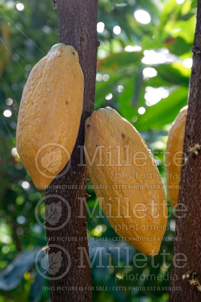 Theobroma cacao (Cacao tree) 2 