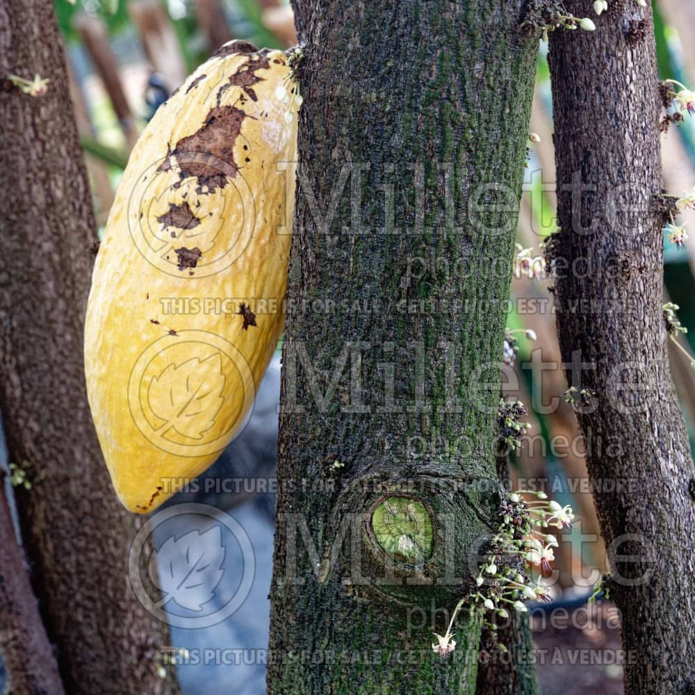 Theobroma cacao (Cacao tree) 3 
