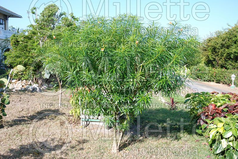 Thevetia peruviana (Yellow oleander)  4