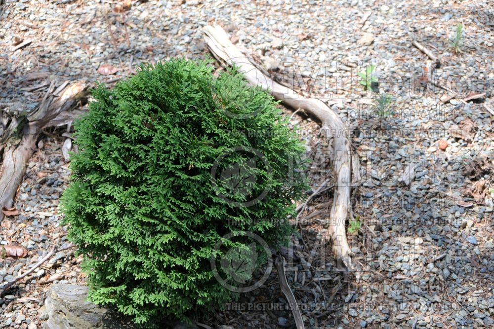 Thuja Hetz Midget (Eastern Arborvitae conifer) 6 