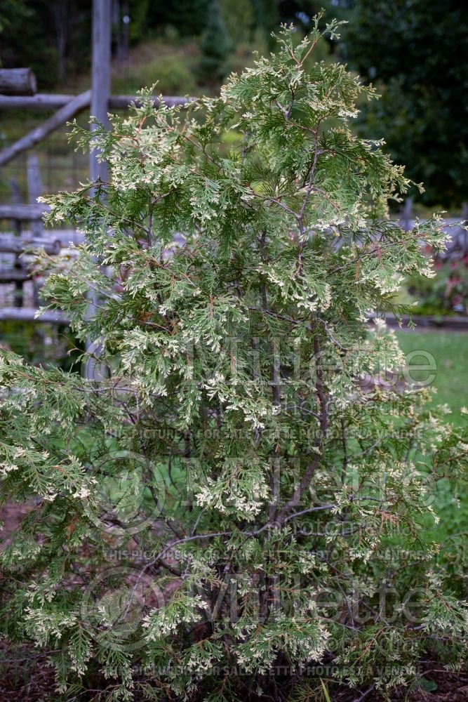 Thuja Sherwood Frost (Eastern Arborvitae conifer) 6 