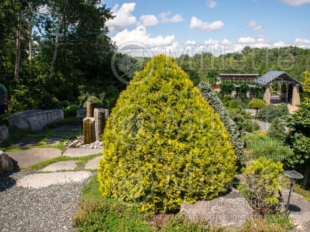 Thuja aka Thuya Gold Drop (Eastern Arborvitae conifer) 2