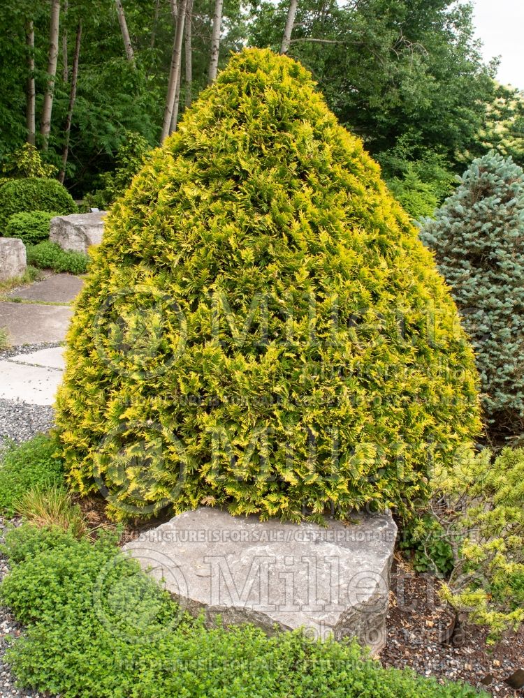 Thuja aka Thuya Gold Drop (Eastern Arborvitae conifer) 3