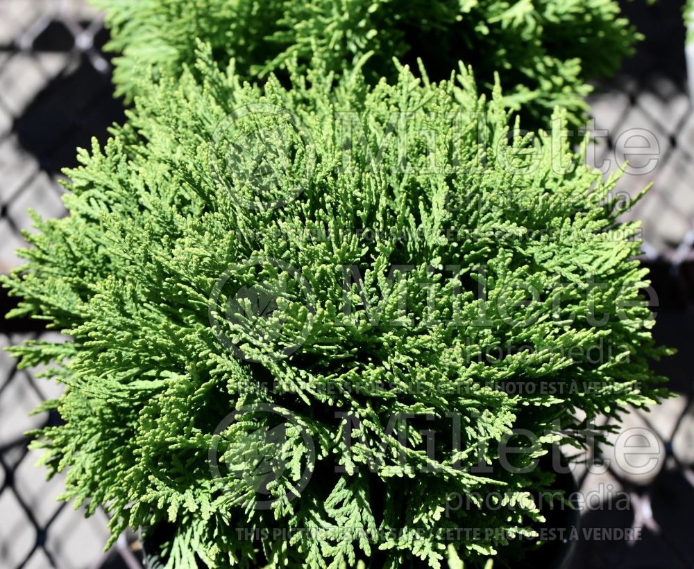 Thuja aka Thuya Danica (Eastern Arborvitae conifer) 5 