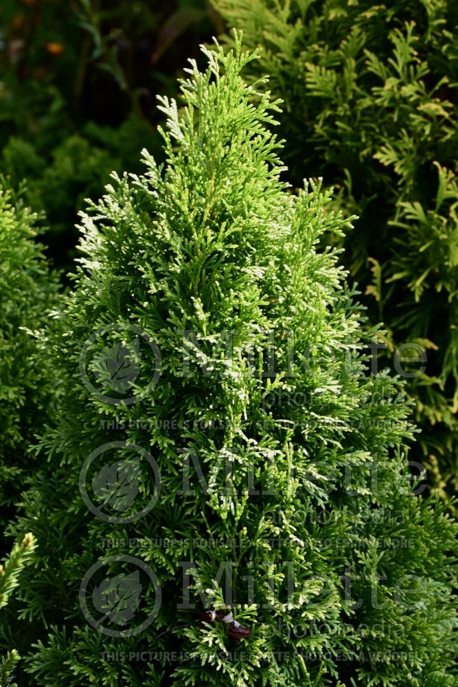 Thuja aka Thuya Emerald Green aka Smaragd (Eastern Arborvitae conifer) 8 