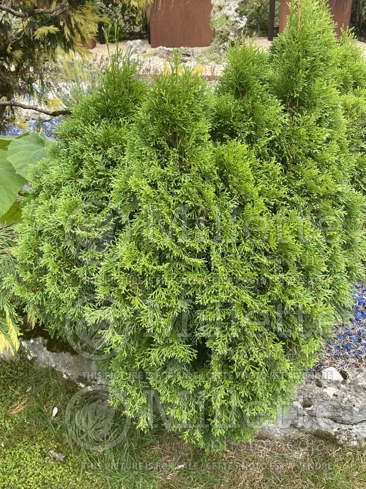 Thuja aka Thuya Emeraude (Arborvitae conifer) 1