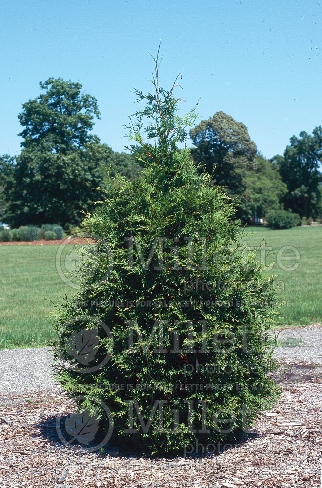 Thuja or Thuya Green Giant (Eastern Arborvitae conifer - thuya) 11