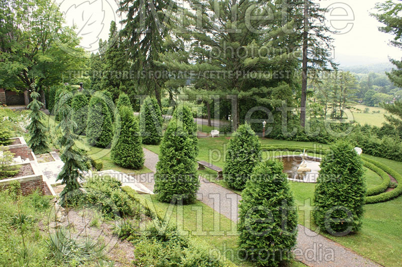 Thuja or Thuya Green Giant (Eastern Arborvitae conifer - thuya) 10