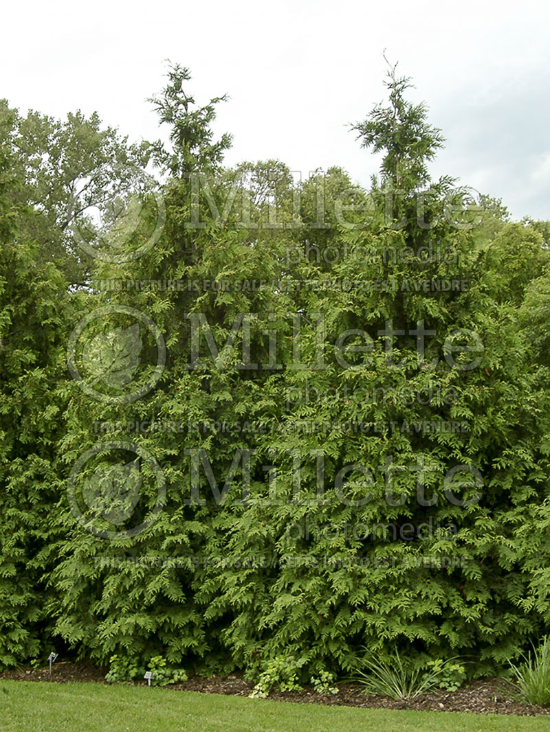 Thuja or Thuya Green Giant (Eastern Arborvitae conifer - thuya) 5