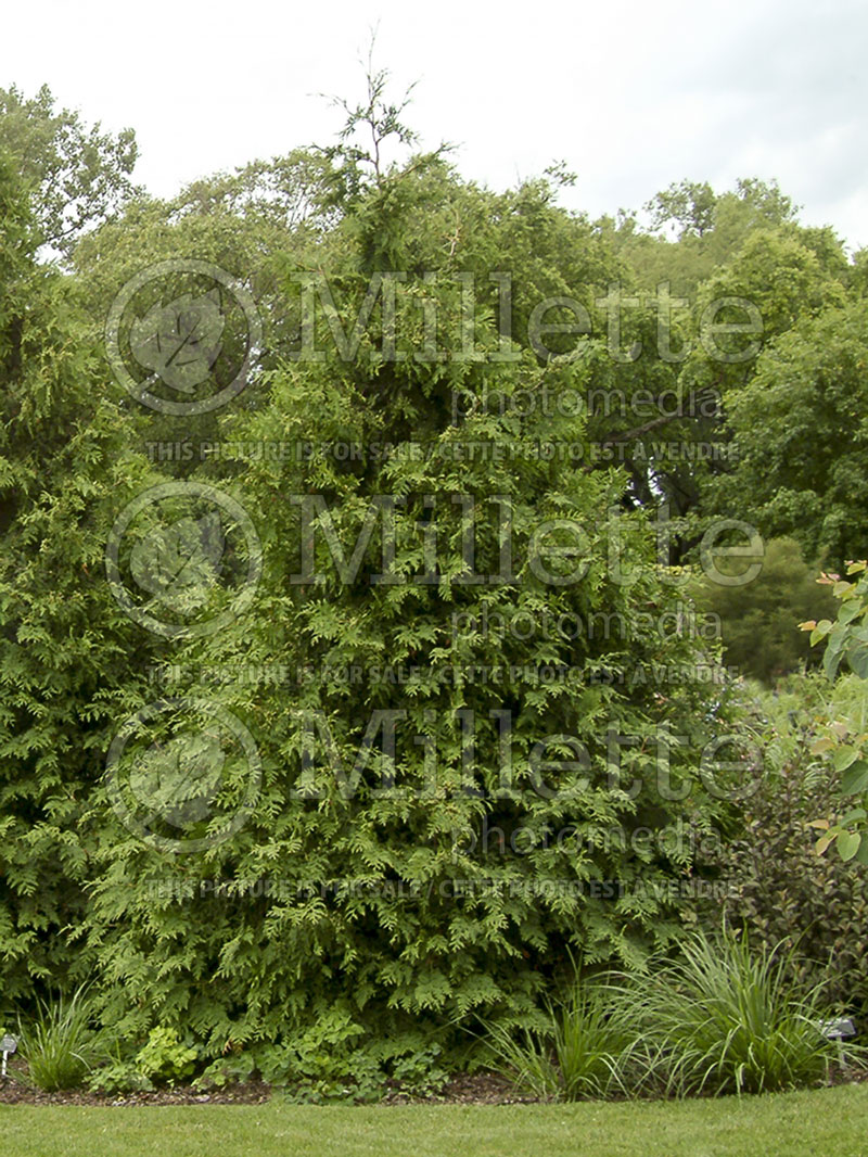 Thuja or Thuya Green Giant (Eastern Arborvitae conifer - thuya) 6