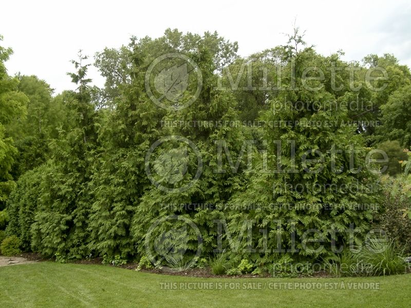 Thuja or Thuya Green Giant (Eastern Arborvitae conifer - thuya) 9