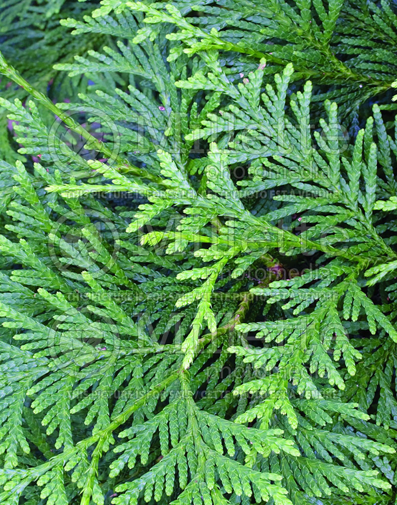 Thuja or Thuya Green Giant (Eastern Arborvitae conifer - thuya) 8