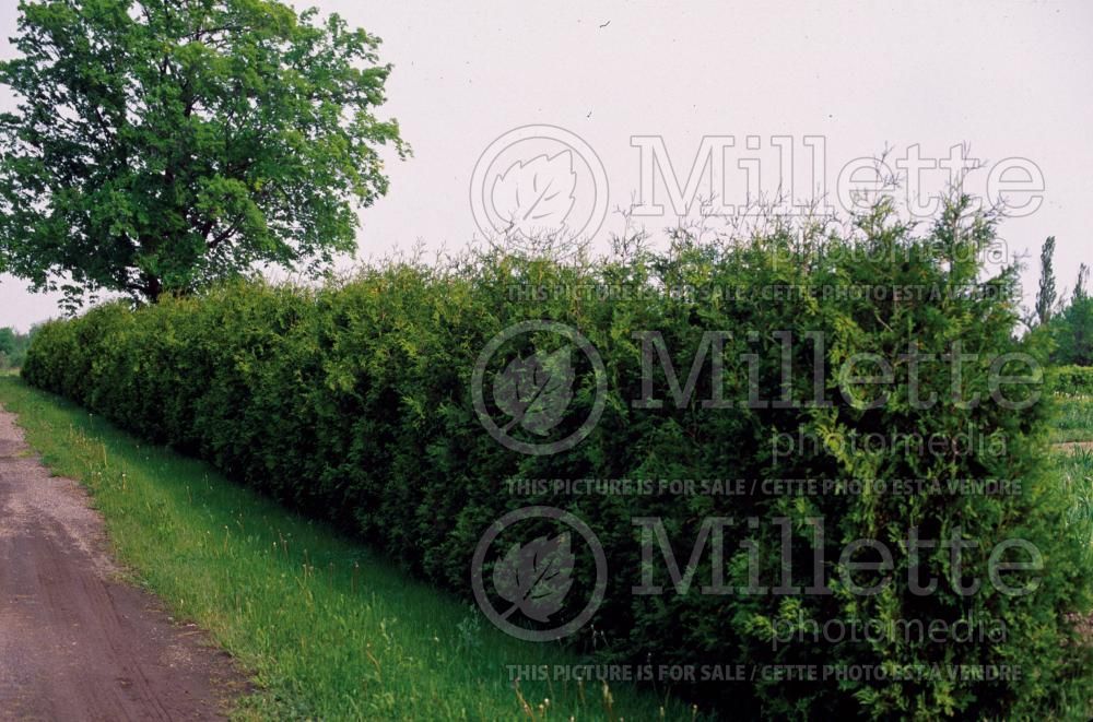 Thuja - Arborvitae hedge 9