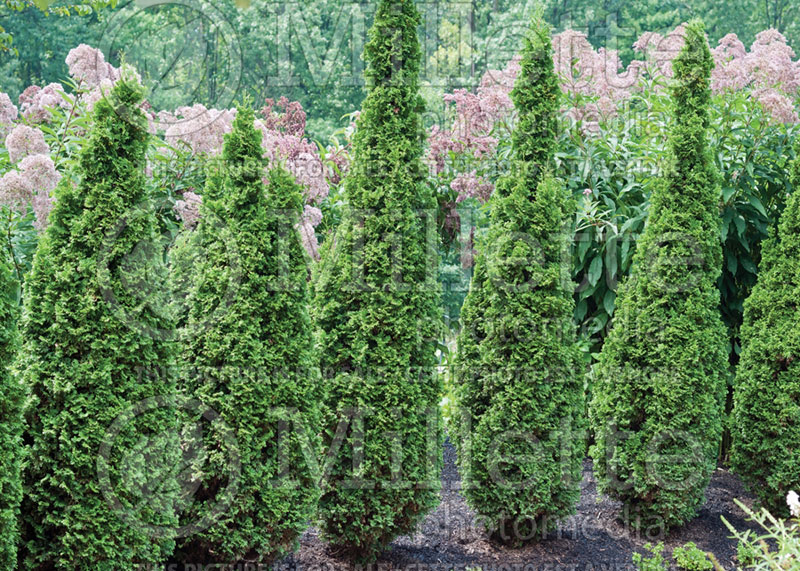 Thuja or Thuya Degroots Spire (Eastern Arborvitae conifer) 1 