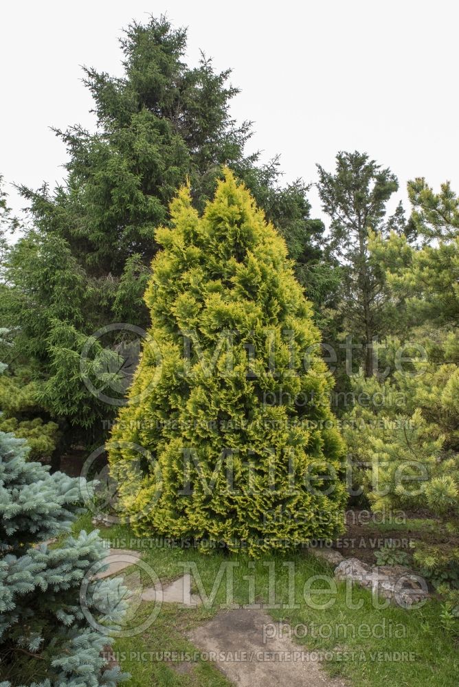 Thuja Europe Gold (Eastern Arborvitae conifer - Thuya) 9