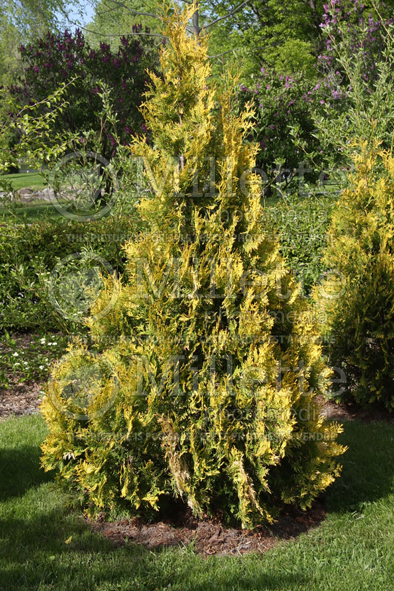 Thuja Europe Gold (Eastern Arborvitae conifer - Thuya) 4 