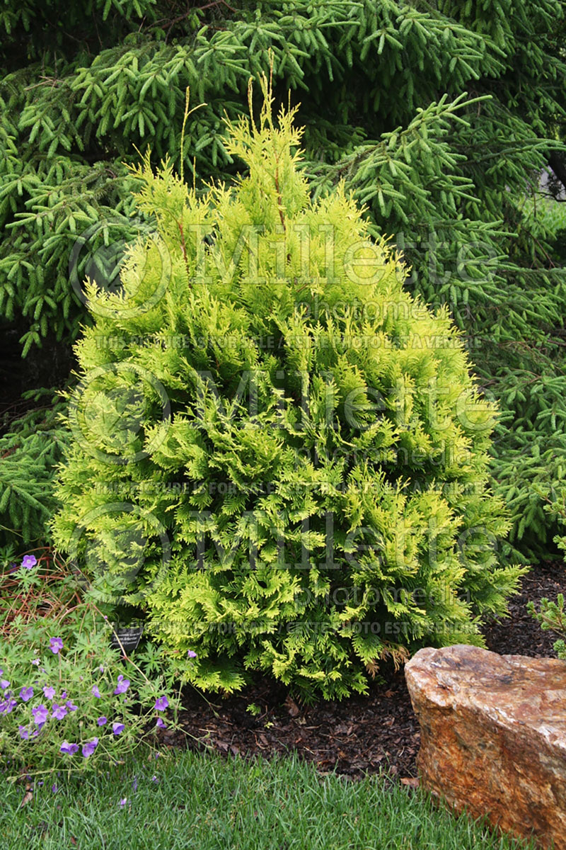 Thuja Europe Gold (Eastern Arborvitae conifer - Thuya) 3 