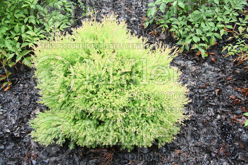 Thuja or Thuya Fire Chief (Arborvitae conifer) 1 