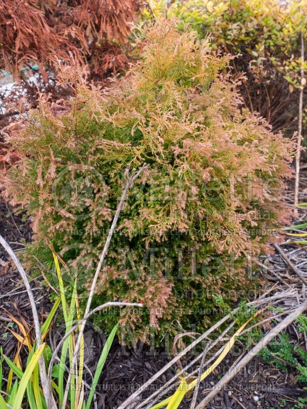 Thuja or Thuya Fire Chief or Congabe (Arborvitae conifer) 4 