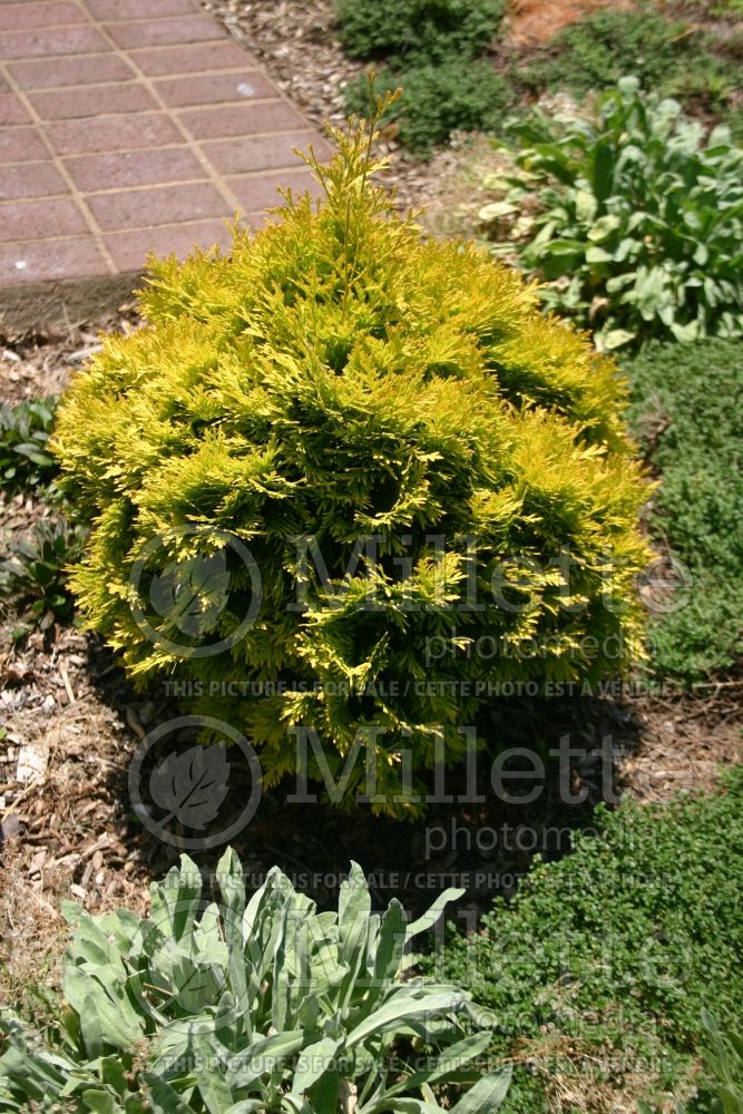 Thuja aka Thuya Gold Drop (Eastern Arborvitae conifer) 1