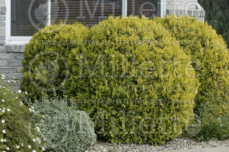 Thuja Golden Globe (Eastern Arborvitae conifer) 2 