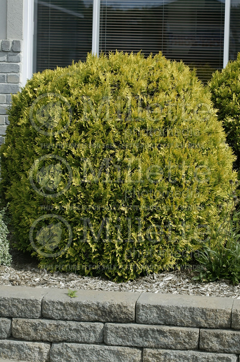 Thuja Golden Globe (Eastern Arborvitae conifer) 4 