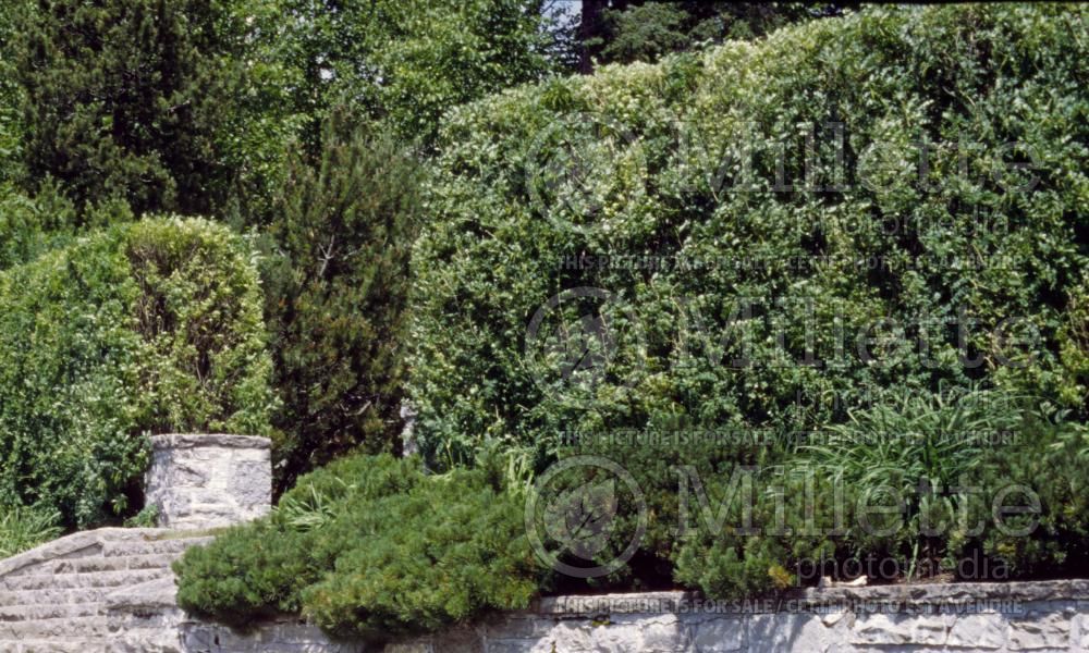 Thuja - Arborvitae hedge 10