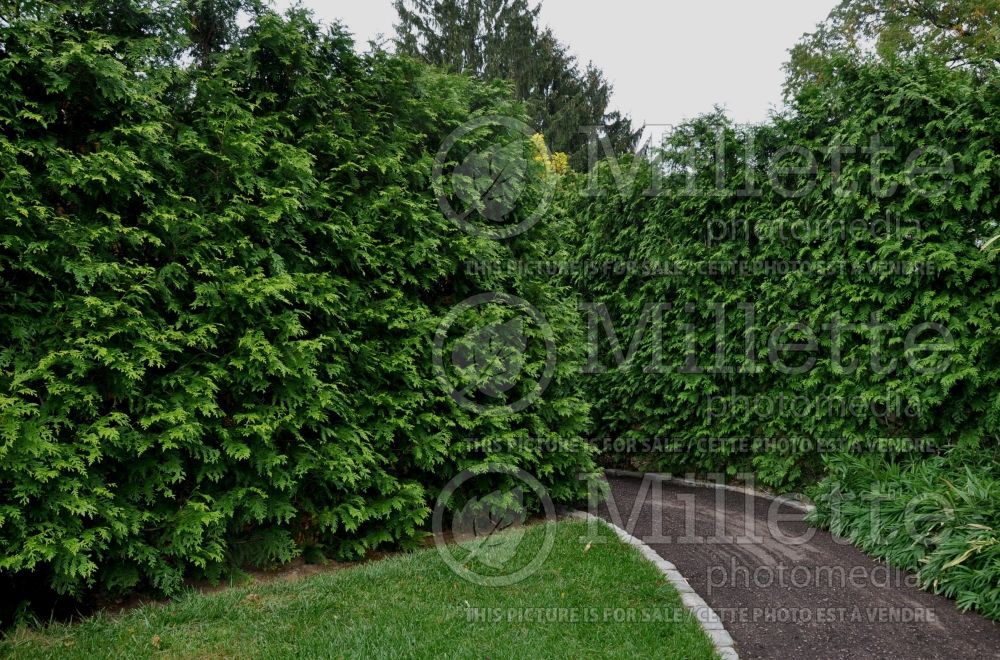 Thuja - Arborvitae hedge 4