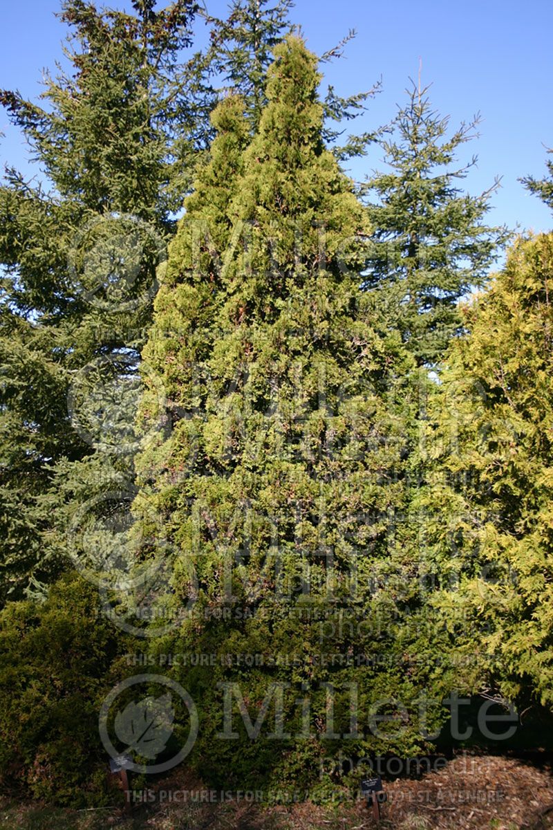 Thuja or Thuya Holmstrup (Eastern Arborvitae conifer)  2