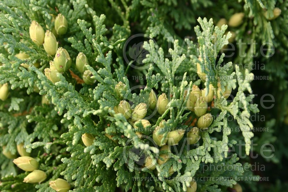 Thuja or Thuya Holmstrup (Eastern Arborvitae conifer) 8 