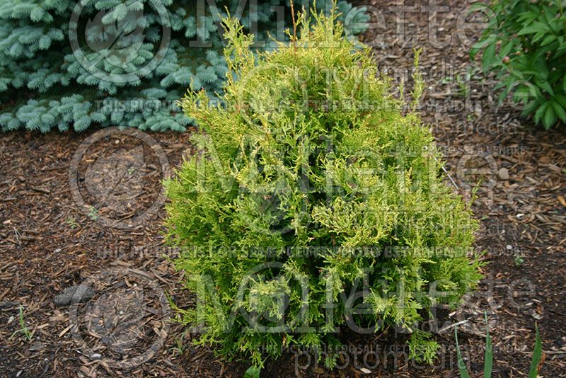 Thuja or Thuya Holmstrup (Eastern Arborvitae conifer)  1